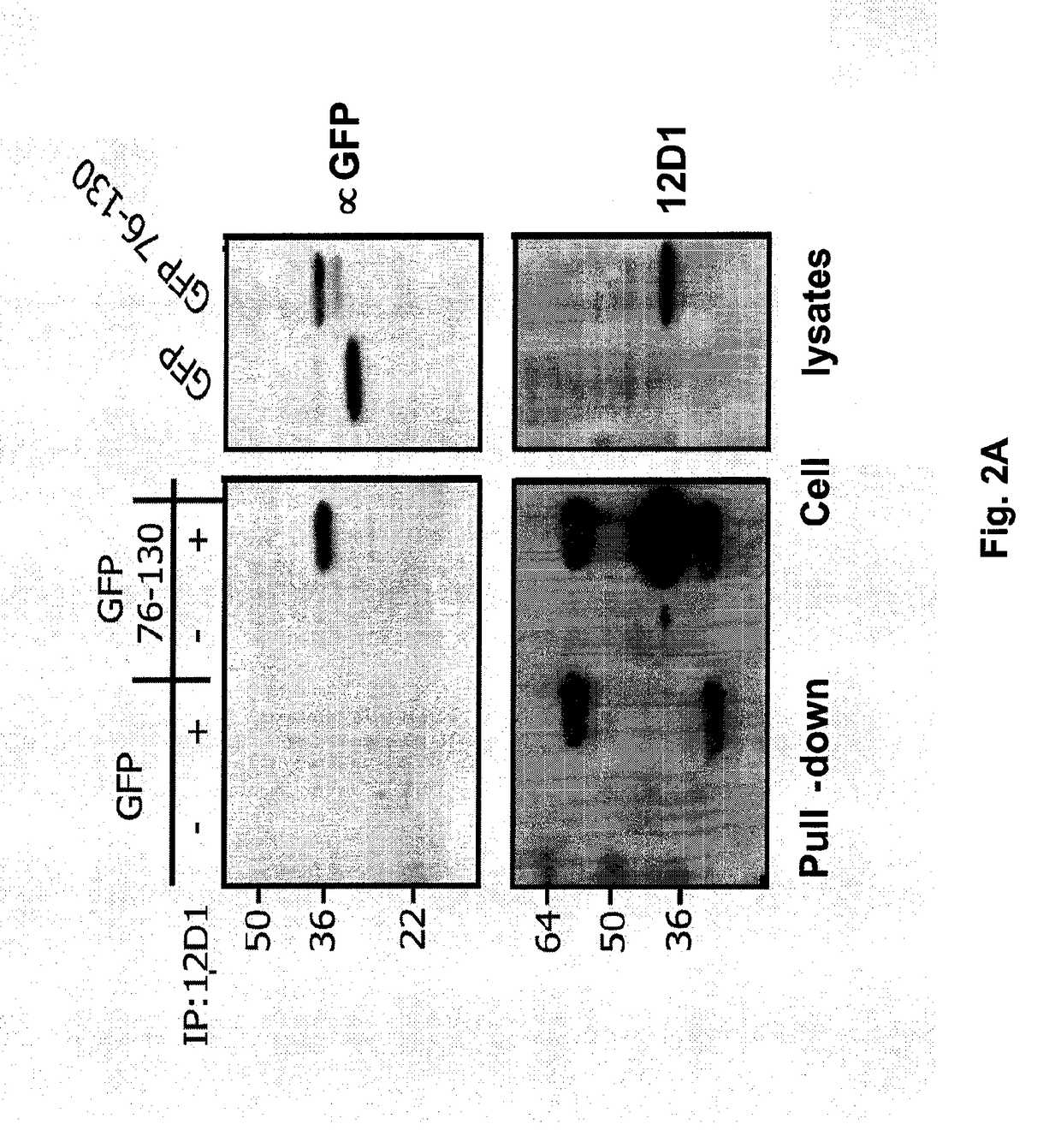 Vaccines for use in the prophylaxis and treatment of influenza virus disease