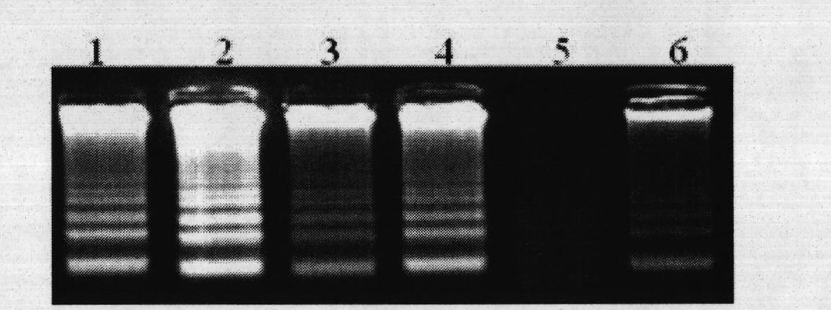 Preparation method of shrimp white spot syndrome virus disease nucleic acid sample and shrimp white spot syndrome virus detection method