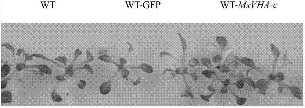 Malus xiaojinensis MxVHA-c protein and coding gene thereof, and application thereof