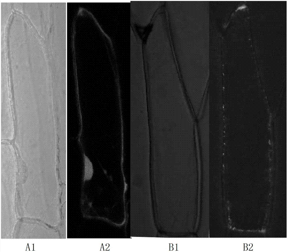 Malus xiaojinensis MxVHA-c protein and coding gene thereof, and application thereof