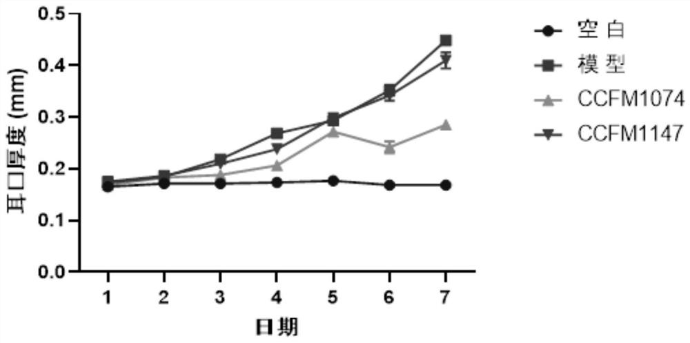 Lactobacillus casei for improving pathological characteristics of psoriasis-like mice and application of lactobacillus casei