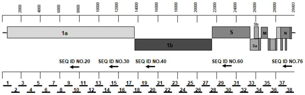 Primer combination used for detecting SARS-CoV-2 whole genome, and application method