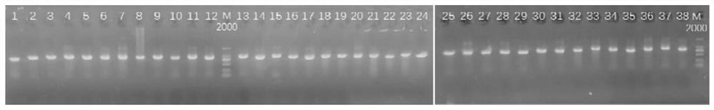 Primer combination used for detecting SARS-CoV-2 whole genome, and application method