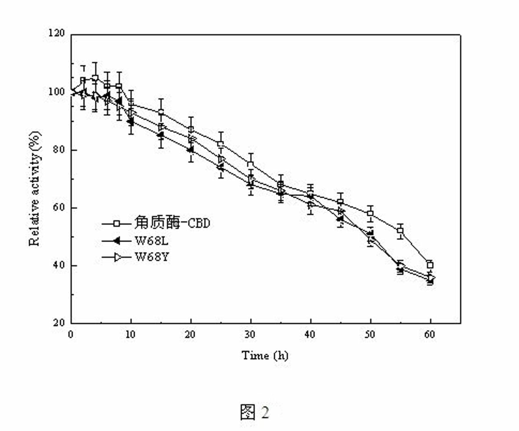 Heat-resistant cutinase-CBD (cellulose-binding domain) fusion enzyme, its mutants and application