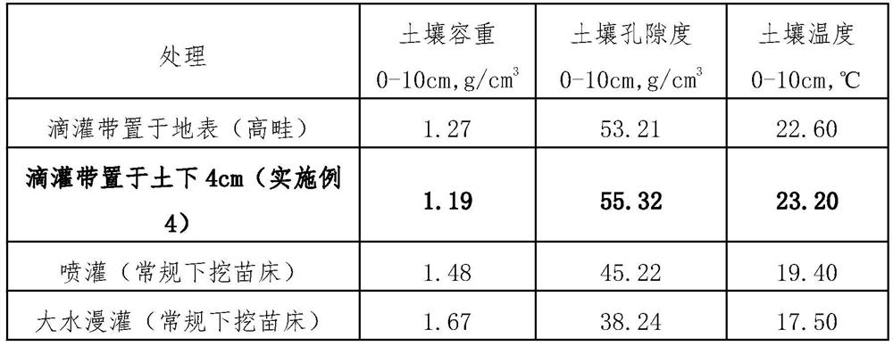 Sweet potato high-ridge drip irrigation strong seedling cultivation method