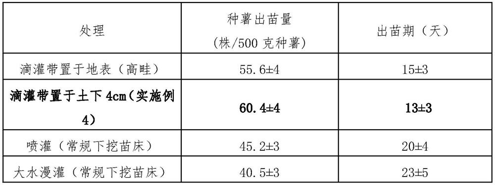 Sweet potato high-ridge drip irrigation strong seedling cultivation method