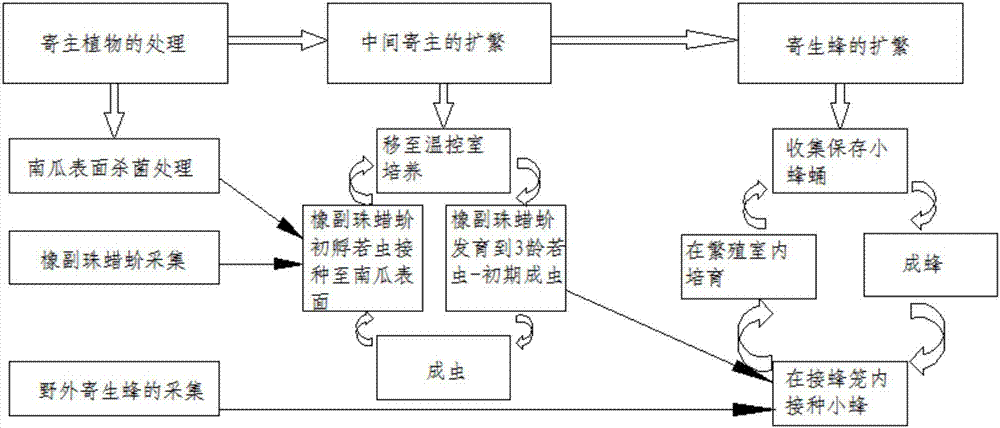 A kind of propagation method of Japanese scale-eating wasps