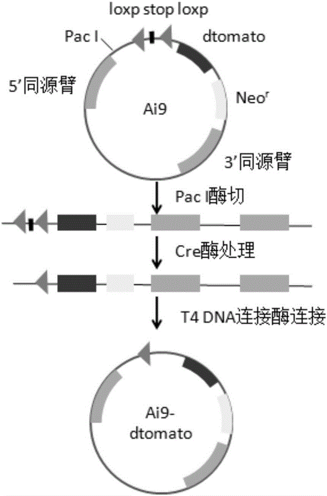 Reporter system for researching expression regulation of Kiss1 gene and construction method of reporter system