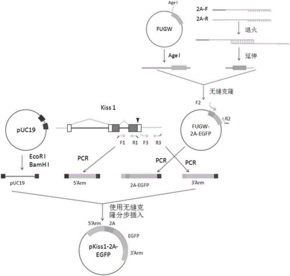 Reporter system for researching expression regulation of Kiss1 gene and construction method of reporter system