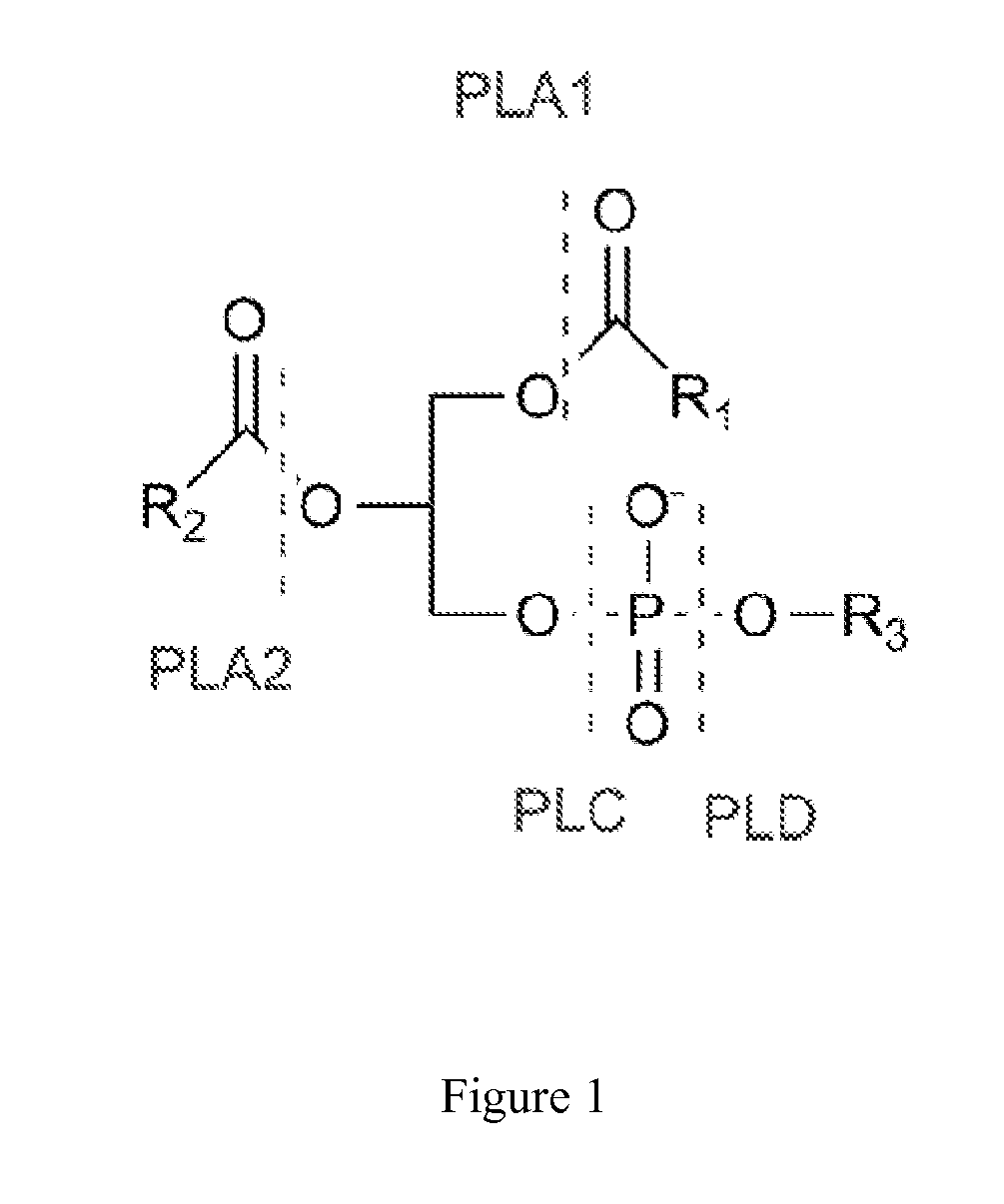 Enzymatic Assay for the Quantitative Determination of Phospholipase A1 or A2 Activity in a Sample