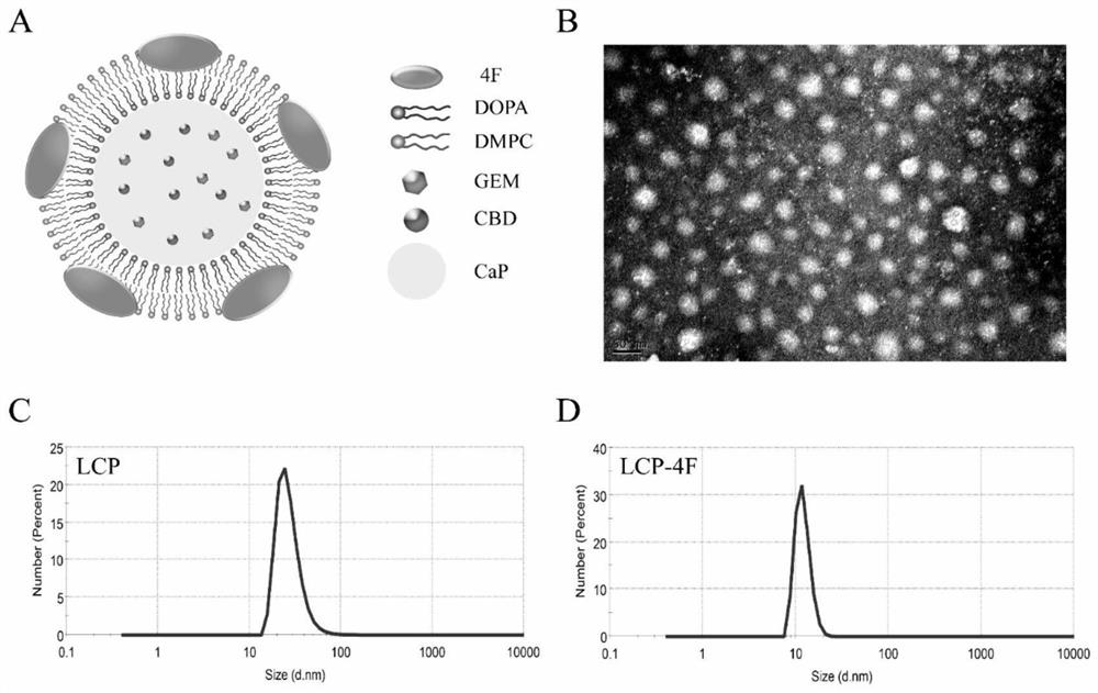 Low-toxicity bionic nano system capable of simultaneously regulating tumor microenvironment and killing tumor cells in targeted manner and construction method of low-toxicity bionic nano system