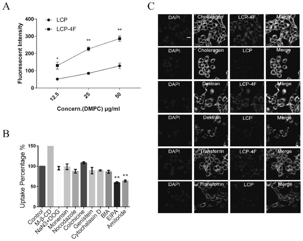 Low-toxicity bionic nano system capable of simultaneously regulating tumor microenvironment and killing tumor cells in targeted manner and construction method of low-toxicity bionic nano system