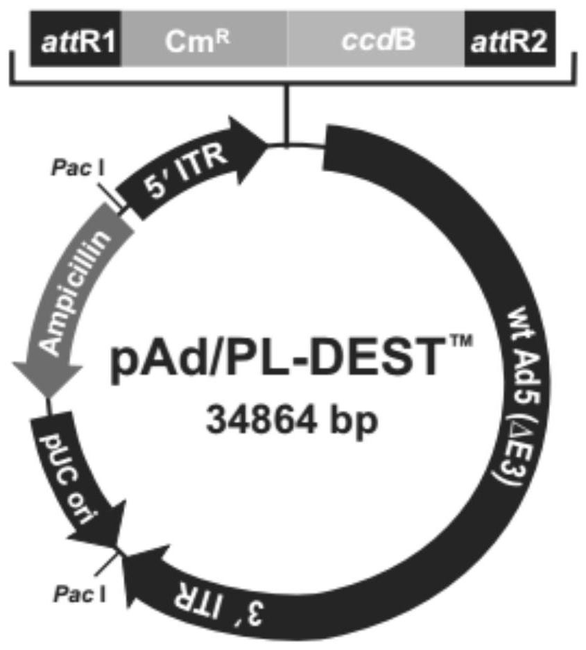 A kind of adenovirus vector and its construction method