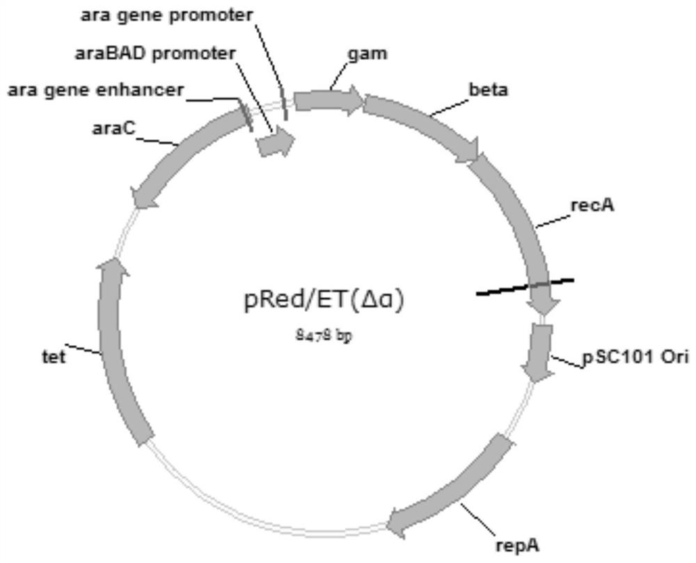 A kind of adenovirus vector and its construction method