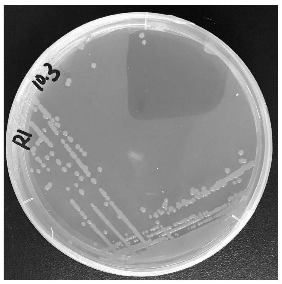 A kind of method that utilizes Deinococcus radiodurans r1 to synthesize 5-hydroxymethyl furoic acid