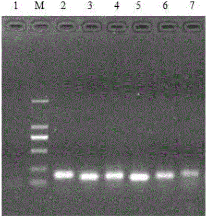 Multiplex fluorescence immunoassay primer, kit and method for rapidly distinguishing four respiratory pathogens