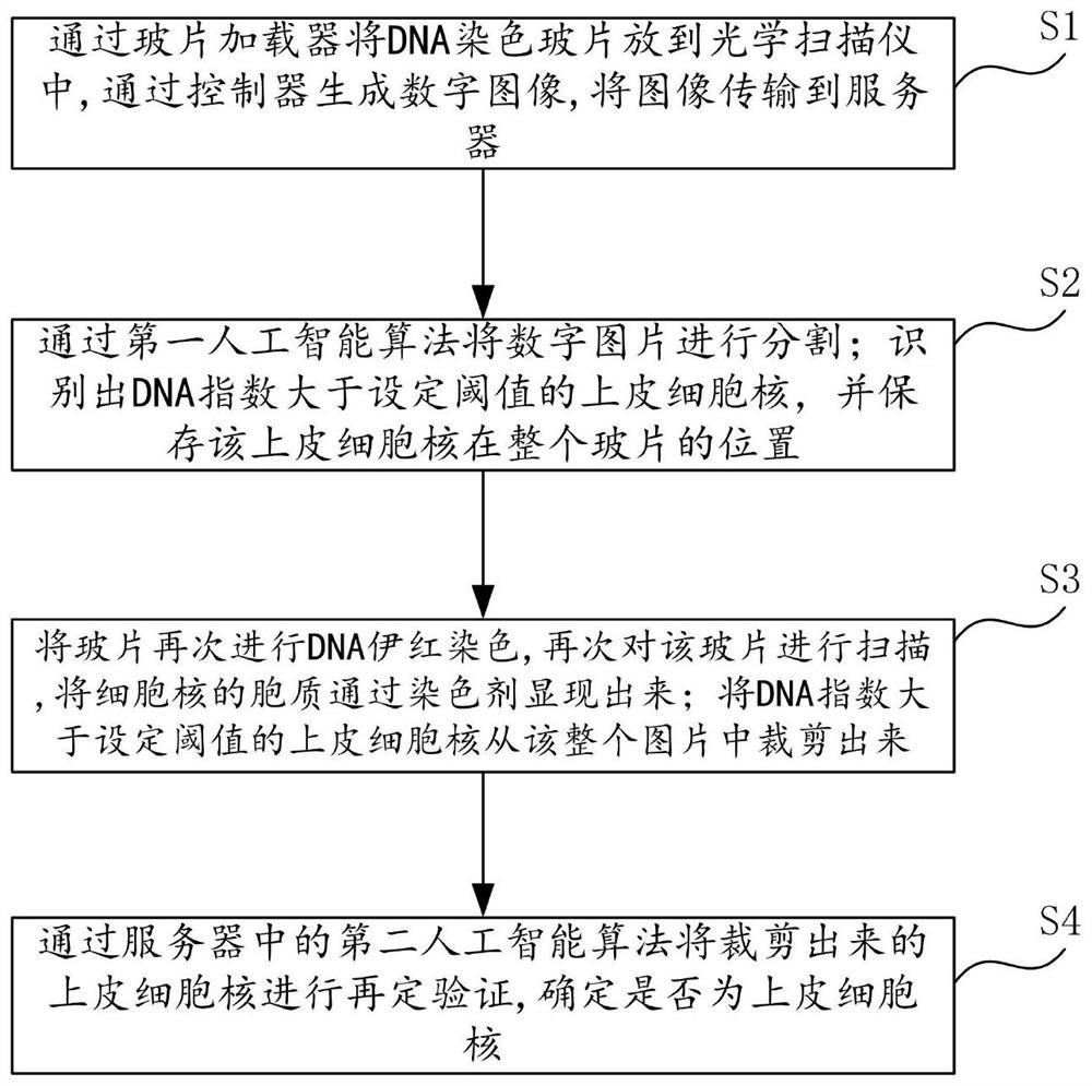 DNA staining and eosin staining comparative analysis method and system