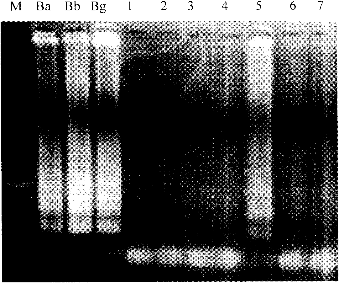 Method for detecting Lyme disease pathogen in tick bodies and kit