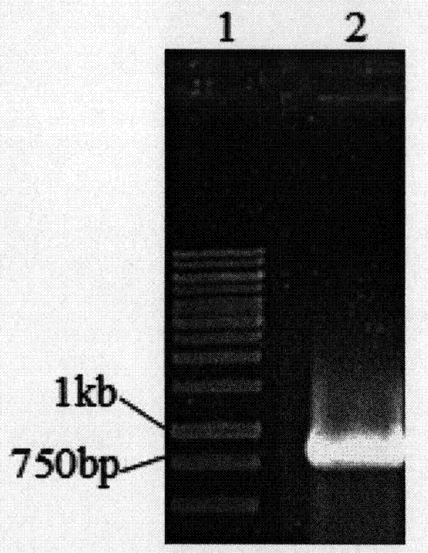 Turtle collagen gene functional fragment as well as recombinant protein and application thereof