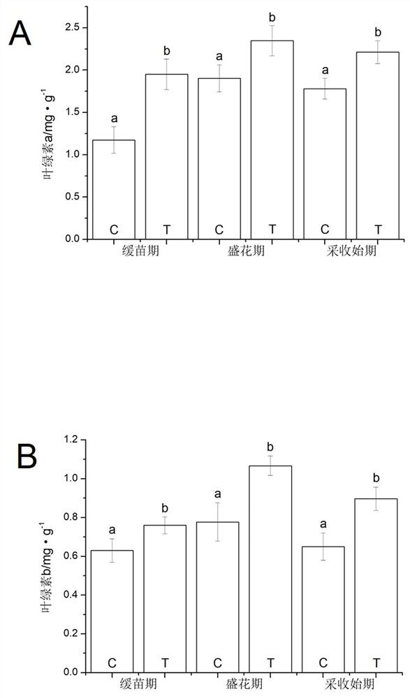 Application of a biostimulant to improve the vigor of continuous cropping salvia miltiorrhiza seedlings