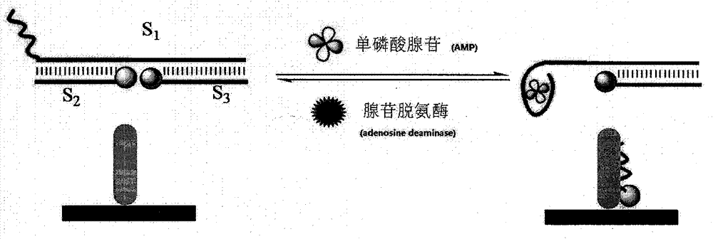 Electroluminescence logic gate adopting adenosine monophosphate and adenosine deaminase as excimers