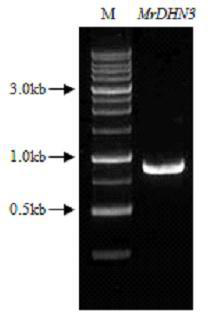 Dehydrin Gene of Lentil Bean and Its Application