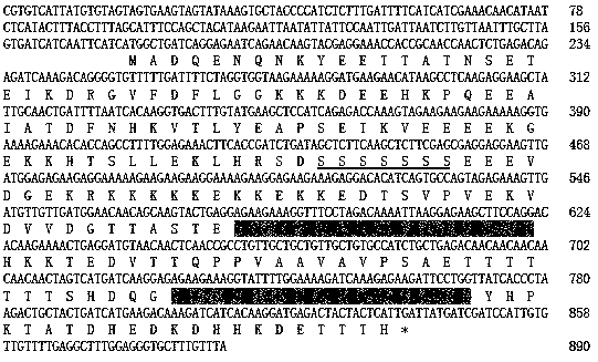 Dehydrin Gene of Lentil Bean and Its Application