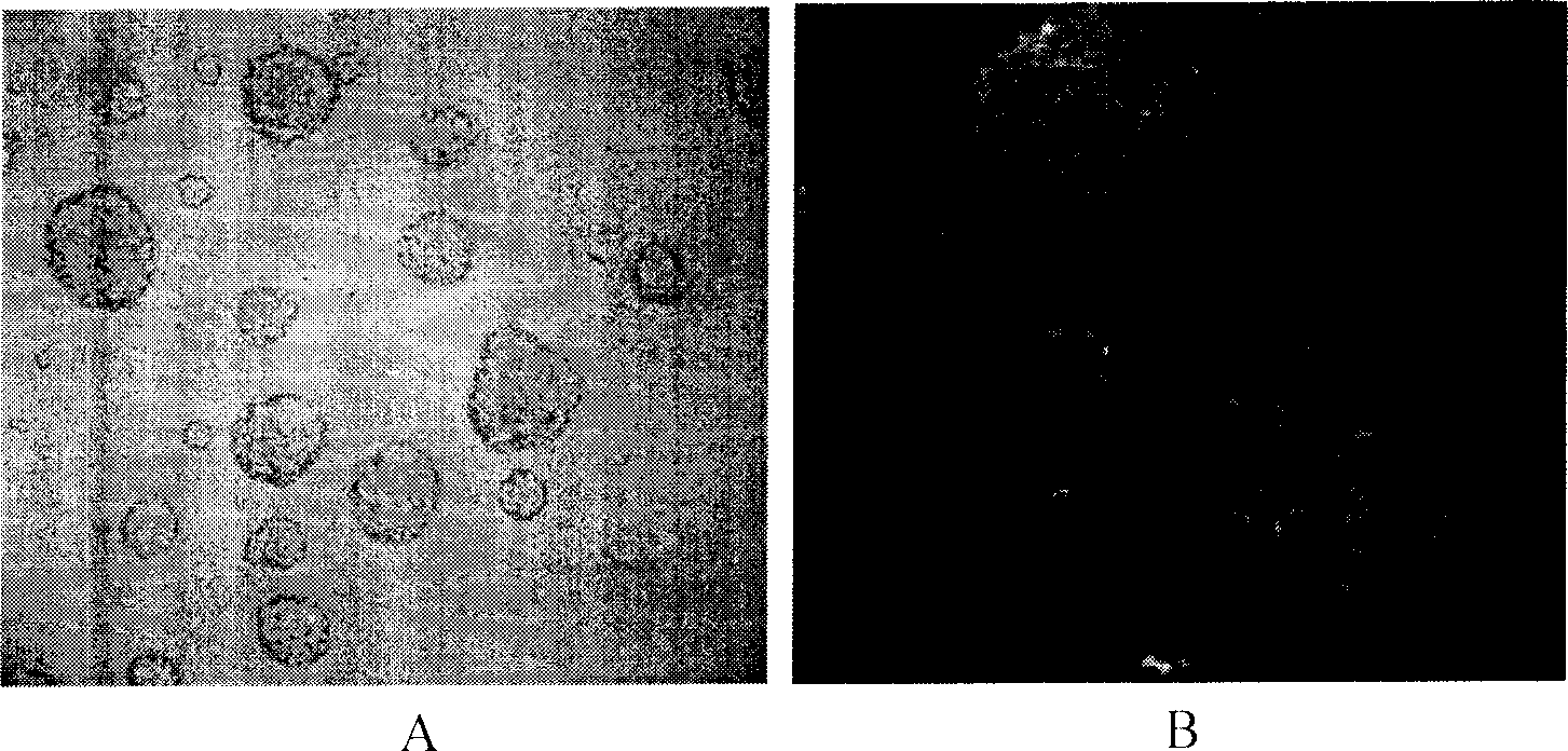 Method for amplifying NSCs and inhibiting it to neuroglial cell differentiation and its use