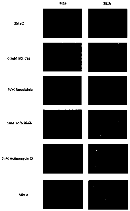 Reagent composition for improving cell transfection efficiency