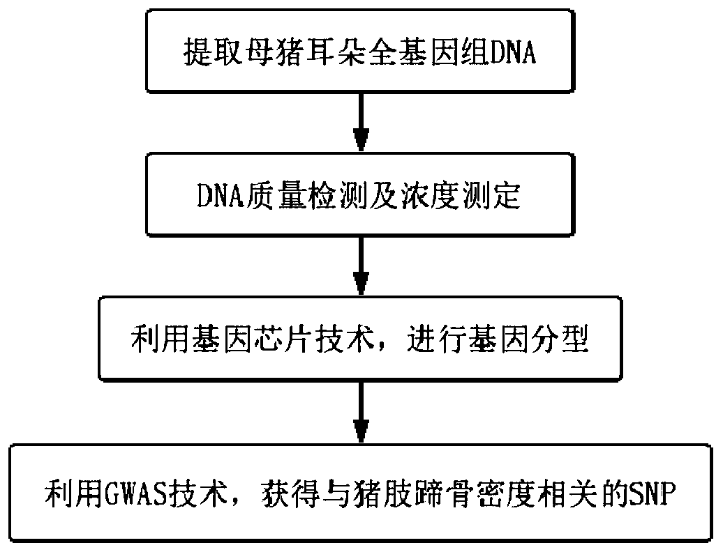 S1m1 Gene Fragment as a SNP Molecular Marker Related to Bone Density in Sow Limbs and Hooves