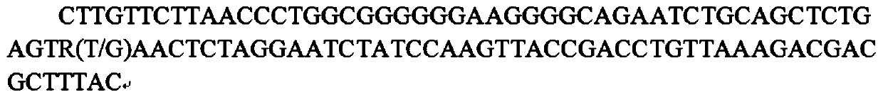 S1m1 Gene Fragment as a SNP Molecular Marker Related to Bone Density in Sow Limbs and Hooves