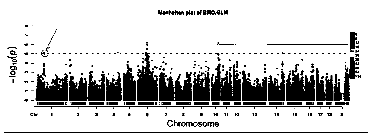 S1m1 Gene Fragment as a SNP Molecular Marker Related to Bone Density in Sow Limbs and Hooves