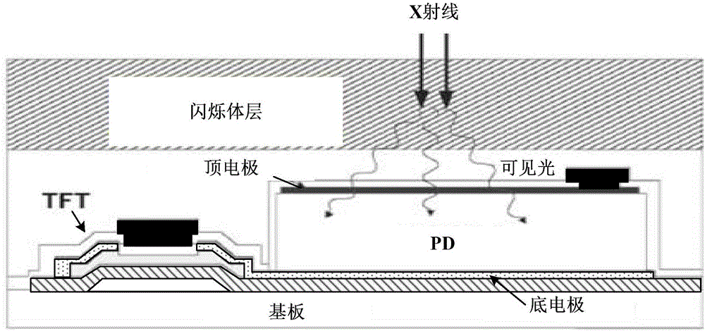 X-ray image sensor and image interference correction method therefor