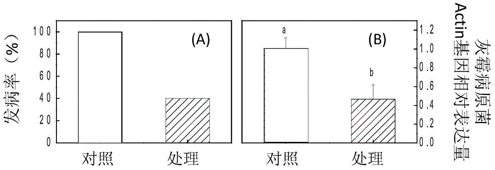 Application of docosapentaenoic acid ethanolamine in improving plant resistance to Botrytis cinerea