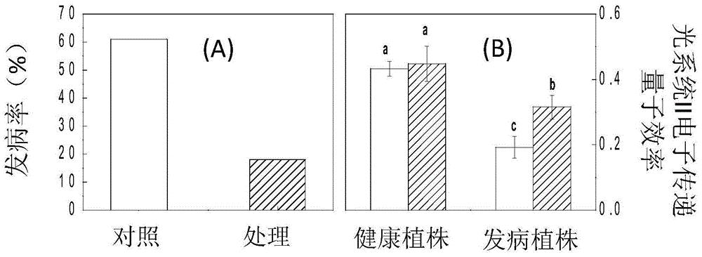 Application of docosapentaenoic acid ethanolamine in improving plant resistance to Botrytis cinerea