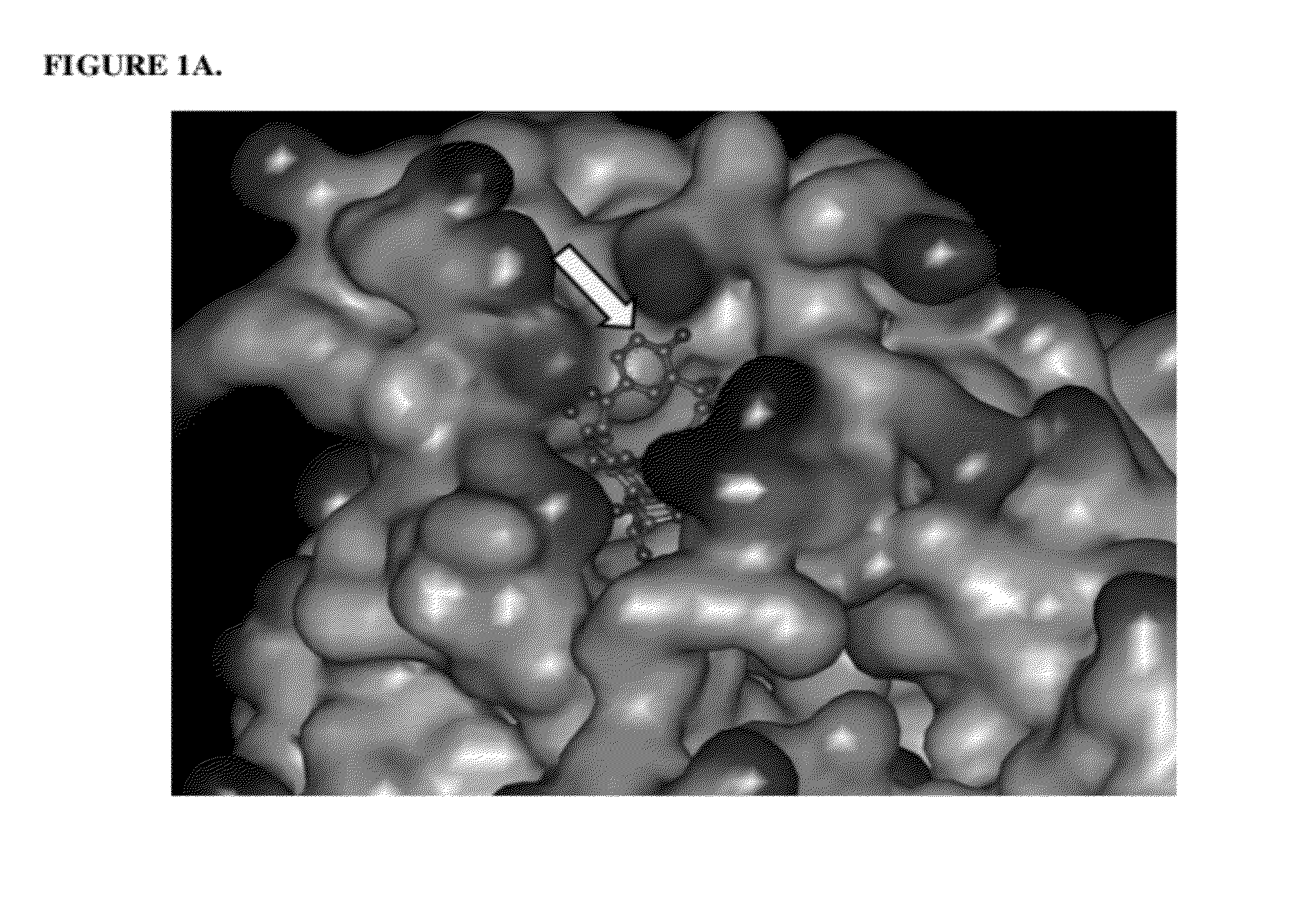 Topoisomerase binding probe and method of use