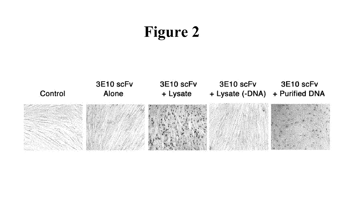 Methods for DNA-dependent targeting of a cell permeant antibody