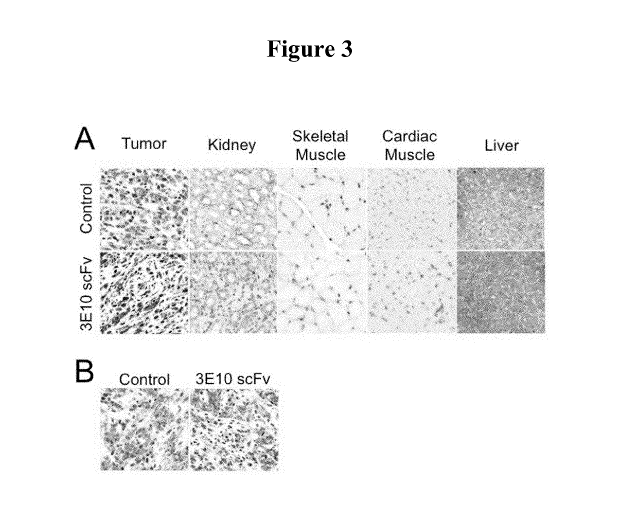 Methods for DNA-dependent targeting of a cell permeant antibody