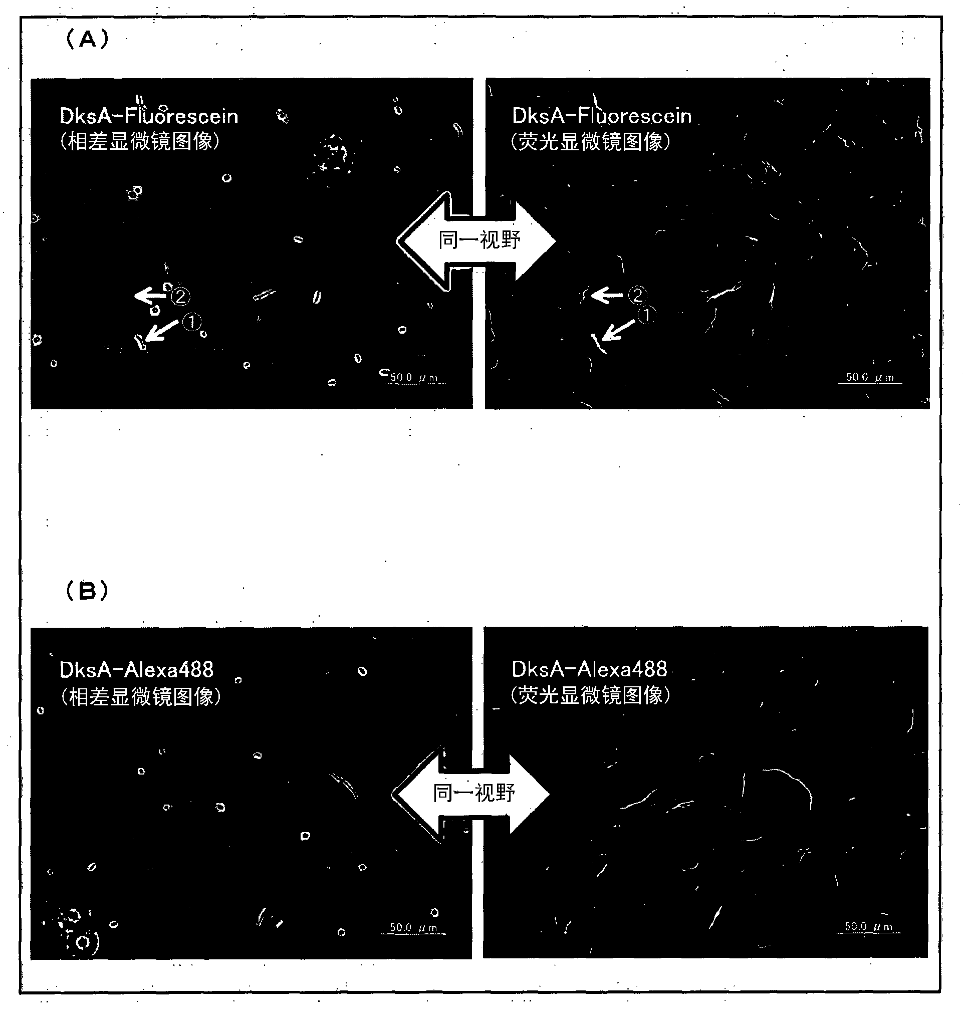 Method for detecting asbestos