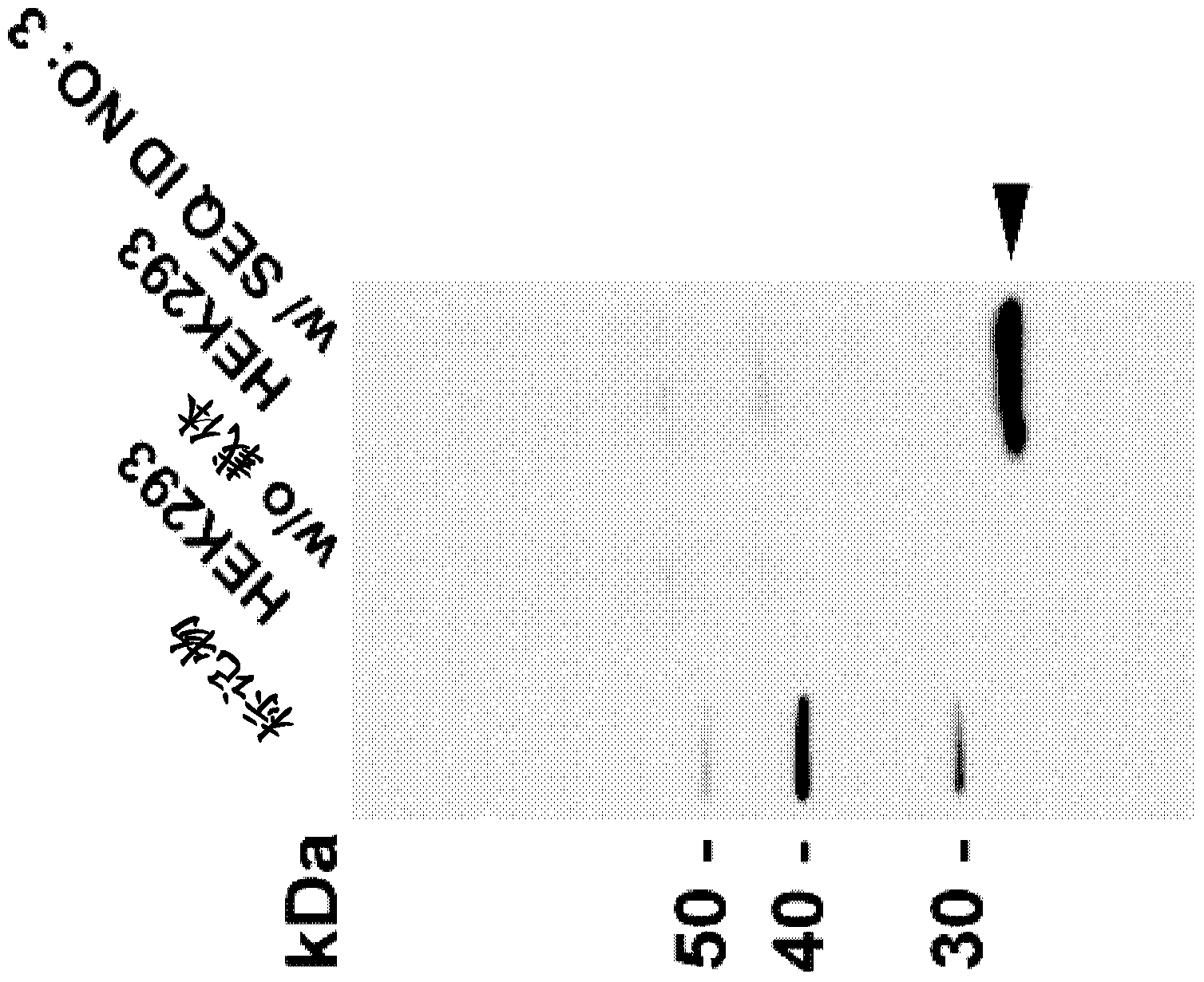 Monoclonal antibodies against claudin-18 for treatment of cancer