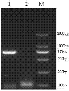 Competitive Alpha LISA (linked immuno sorbent assay) detection kit for porcine circovirus (PCV) 2 antibody and detection method thereof