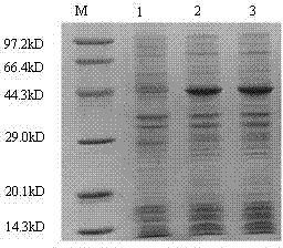 Competitive Alpha LISA (linked immuno sorbent assay) detection kit for porcine circovirus (PCV) 2 antibody and detection method thereof