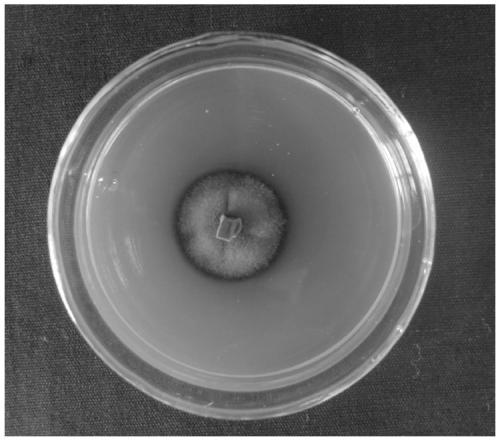 Cladosporium strain LJ1 and its application