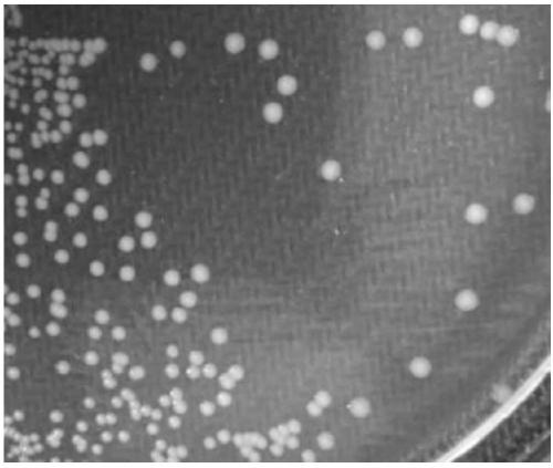 Phosphorous-dissolving pseudomonas strain and application thereof