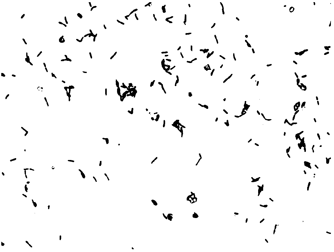 Phosphorous-dissolving pseudomonas strain and application thereof