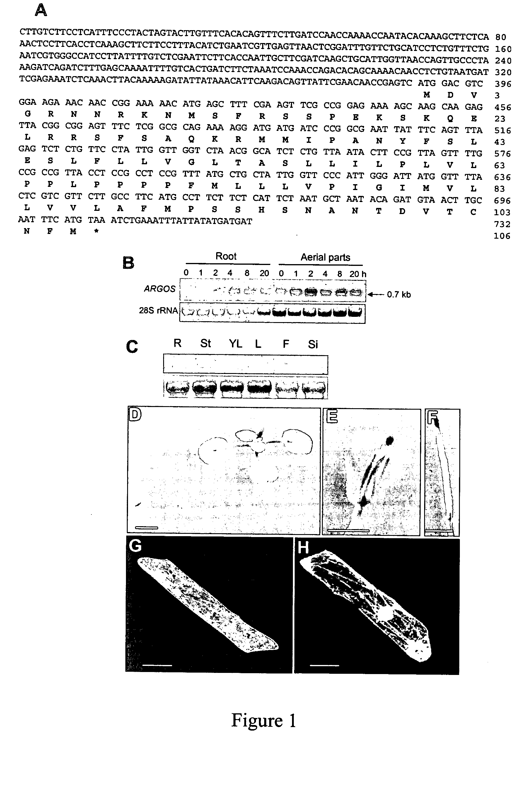 Arabidopsis argos, a novel gene involved in organ development