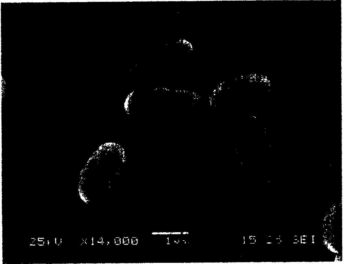 Novel acid-producing Klebsiella bacterium LF-1 and uses thereof