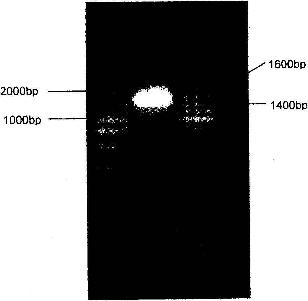 Novel acid-producing Klebsiella bacterium LF-1 and uses thereof