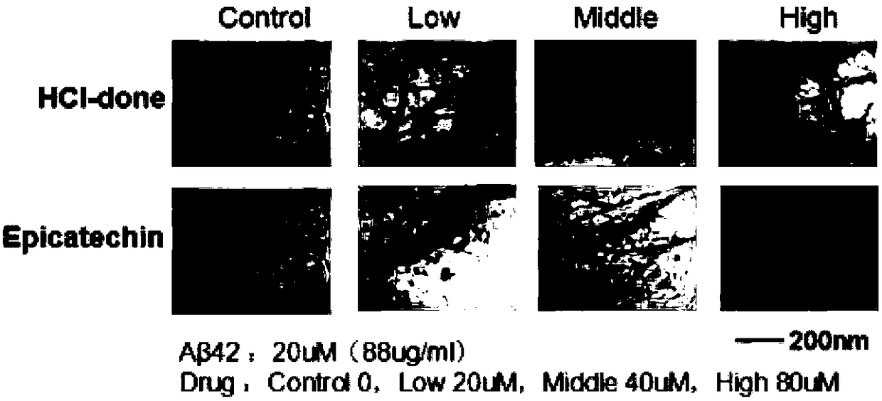 Application of compound to treatment of senile dementia through antagonistic protein aggregation