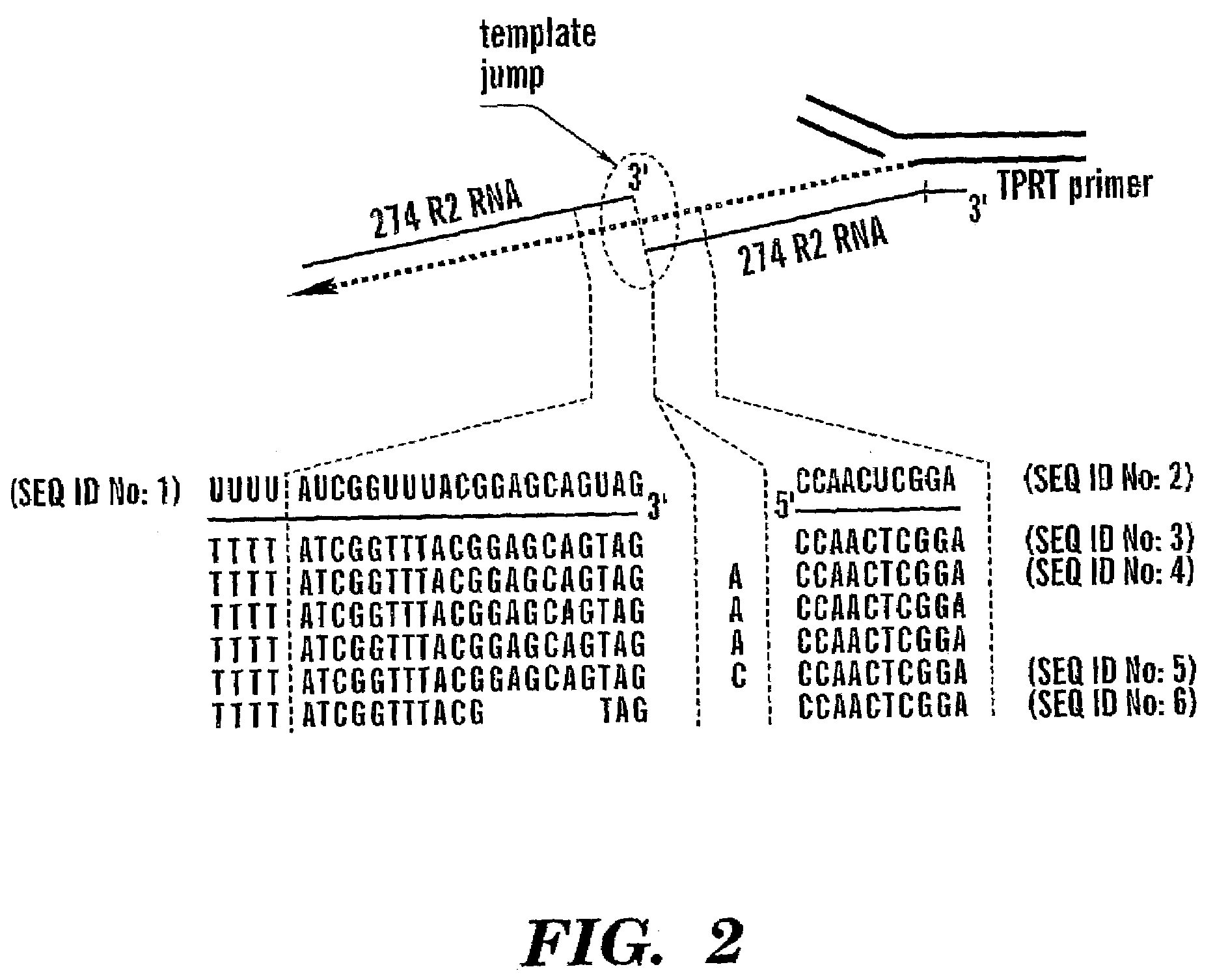 Method of performing reverse transcription reaction using reverse transcriptase encoded by non-LTR retrotransposable element